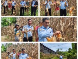 Panen Raya Jagung Kalapas Kelas llB Lubuk Basung Beserta Jajaran, Dan Warga Binaan Pemasyarakatan