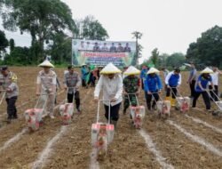 Bupati Bungo Tanam Perdana Jagung Hibrida Di Dusun Mangun Jayo Dan Serahkan Bantuan Pupuk ke Petani