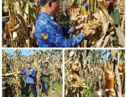 Kalapas Bersama WBP, Panen Jagung Bersama