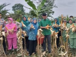Bupati Sarolangun Hurmin Bersama Forkopimda Panen Perdana Cabe Merah dan Jagung Metode Tumpang Sari Di Desa Rantau Tenang