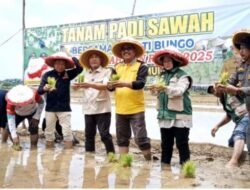 Dinas TPHP bersama Bupati Bungo Tanam Padi Nutrizing di Sari Mulya,Sekaligus Mendukung Ketahan Pangan Daerah